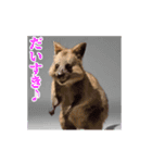 激しく動く！うざいクアッカワラビー！（個別スタンプ：20）
