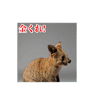 激しく動く！うざいクアッカワラビー！（個別スタンプ：21）