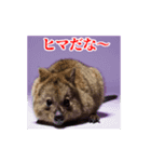 激しく動く！うざいクアッカワラビー！（個別スタンプ：23）