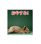 激しく動く！うざいクアッカワラビー！（個別スタンプ：24）