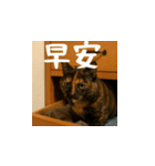 小花達の日常会話スタンプ4（台湾華語）（個別スタンプ：1）