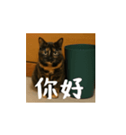 小花達の日常会話スタンプ4（台湾華語）（個別スタンプ：2）