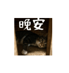 小花達の日常会話スタンプ4（台湾華語）（個別スタンプ：3）