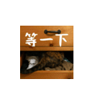 小花達の日常会話スタンプ4（台湾華語）（個別スタンプ：5）