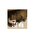 小花達の日常会話スタンプ4（台湾華語）（個別スタンプ：6）