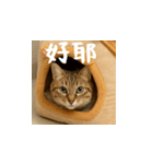 小花達の日常会話スタンプ4（台湾華語）（個別スタンプ：8）