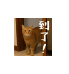 小花達の日常会話スタンプ4（台湾華語）（個別スタンプ：9）