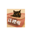 小花達の日常会話スタンプ4（台湾華語）（個別スタンプ：10）