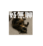 小花達の日常会話スタンプ4（台湾華語）（個別スタンプ：12）