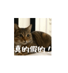 小花達の日常会話スタンプ4（台湾華語）（個別スタンプ：13）