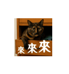 小花達の日常会話スタンプ4（台湾華語）（個別スタンプ：14）