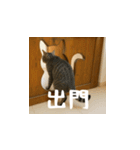 小花達の日常会話スタンプ4（台湾華語）（個別スタンプ：16）