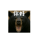 ワールドベアーズ6 日常編（台湾華語）（個別スタンプ：2）