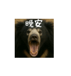 ワールドベアーズ6 日常編（台湾華語）（個別スタンプ：3）