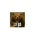 ワールドベアーズ6 日常編（台湾華語）（個別スタンプ：15）