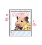 ハムさんダンス始めました（個別スタンプ：13）