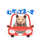 ハムさんダンス始めました（個別スタンプ：16）