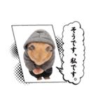 ハムさんダンス始めました（個別スタンプ：17）