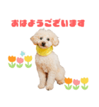 ミントちゃんの可愛いスタンプです！！（個別スタンプ：1）