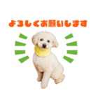 ミントちゃんの可愛いスタンプです！！（個別スタンプ：8）