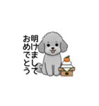 年間イベントのトイプードル（個別スタンプ：1）