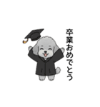 年間イベントのトイプードル（個別スタンプ：11）