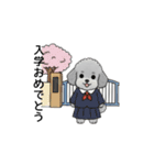 年間イベントのトイプードル（個別スタンプ：12）