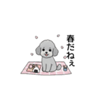 年間イベントのトイプードル（個別スタンプ：13）