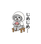 年間イベントのトイプードル（個別スタンプ：16）