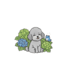 年間イベントのトイプードル（個別スタンプ：17）