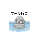 年間イベントのトイプードル（個別スタンプ：20）