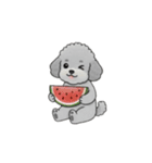 年間イベントのトイプードル（個別スタンプ：22）