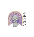 年間イベントのトイプードル（個別スタンプ：37）