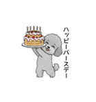 年間イベントのトイプードル（個別スタンプ：40）