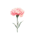 りぼんと薔薇と花束と【文字なし】（個別スタンプ：28）