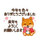 柴犬「ムサシ」59 お正月 再版（個別スタンプ：38）