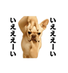 踊る！横揺れ界隈/フレンチブルドック1（個別スタンプ：2）