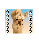 踊る！横揺れ界隈/フレンチブルドック1（個別スタンプ：5）