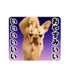 踊る！横揺れ界隈/フレンチブルドック1（個別スタンプ：6）