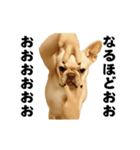 踊る！横揺れ界隈/フレンチブルドック1（個別スタンプ：8）