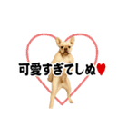 踊る！横揺れ界隈/フレンチブルドック1（個別スタンプ：20）