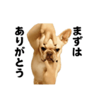 踊る！横揺れ界隈/フレンチブルドック1（個別スタンプ：21）