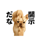 踊る！横揺れ界隈/フレンチブルドック1（個別スタンプ：22）