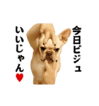 踊る！横揺れ界隈/フレンチブルドック1（個別スタンプ：23）