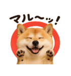 我が家の愛犬♡大好き柴犬ちゃん（個別スタンプ：1）