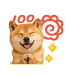 我が家の愛犬♡大好き柴犬ちゃん（個別スタンプ：3）
