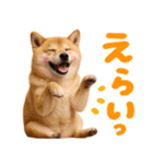 我が家の愛犬♡大好き柴犬ちゃん（個別スタンプ：6）