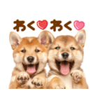 我が家の愛犬♡大好き柴犬ちゃん（個別スタンプ：8）