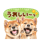 我が家の愛犬♡大好き柴犬ちゃん（個別スタンプ：11）