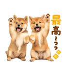 我が家の愛犬♡大好き柴犬ちゃん（個別スタンプ：12）